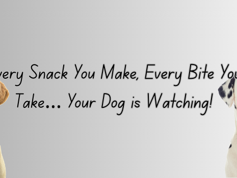 Every Snack You Make, Every Bite You Take… Your Dog is Watching!