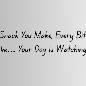 Every Snack You Make, Every Bite You Take… Your Dog is Watching!