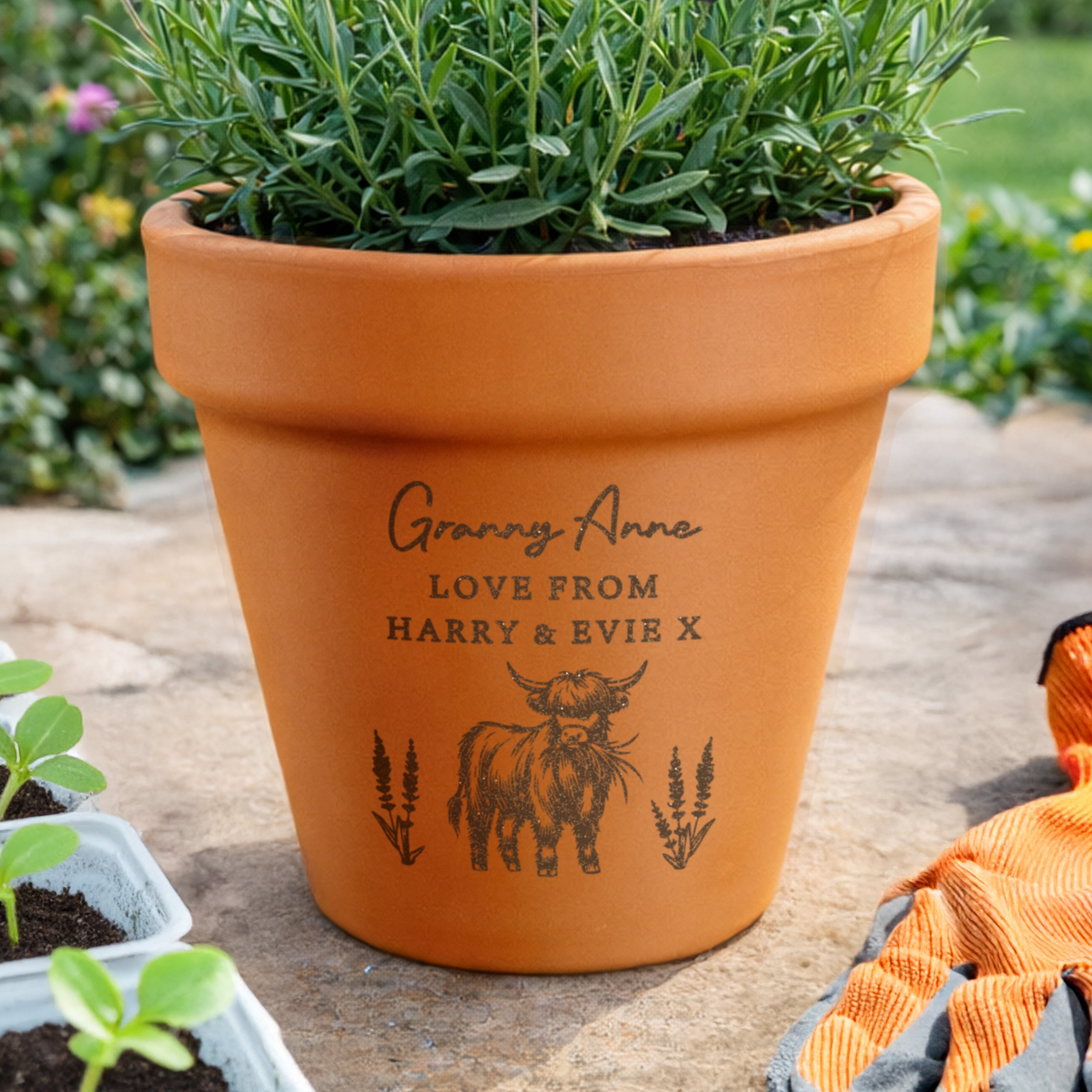 Custom Highland Cow terracotta plant pot with personalised message