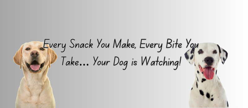 Every Snack You Make, Every Bite You Take… Your Dog is Watching!